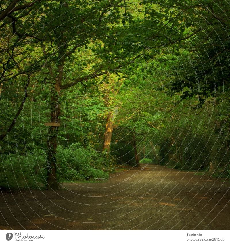 Waldweg Umwelt Natur Erde Schönes Wetter Pflanze Baum Sträucher Baumstamm Baumkrone Wege & Pfade Kies Holz Blatt Fußweg Erholung wandern braun grün ruhig