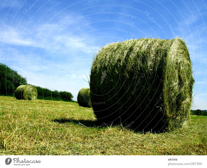 Dorf Umwelt Natur Landschaft Luft Himmel Wolken Klima Wetter Schönes Wetter Wärme Gras Feld blau mehrfarbig gelb gold grün Stimmung fleißig Heuballen heu