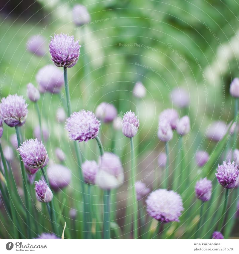 iiiiii Natur Pflanze Blüte Nutzpflanze Garten Blühend natürlich weich grün violett Schnittlauch Zwiebel Beet Kräuter & Gewürze zart Farbfoto Außenaufnahme