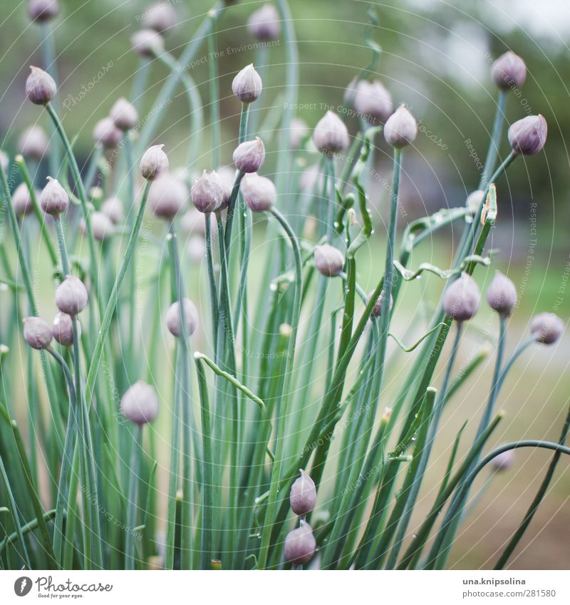 iiiiiiiiiiii Natur Pflanze Nutzpflanze Schnittlauch Garten Blühend natürlich grün violett Beet zart Zwiebel Farbfoto Gedeckte Farben Außenaufnahme Nahaufnahme