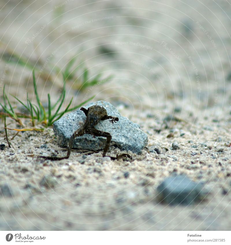 Kreislauf des Lebens Umwelt Natur Pflanze Tier Urelemente Erde Sand Gras Wildtier Frosch hell Tod vertrocknet Farbfoto mehrfarbig Außenaufnahme Nahaufnahme