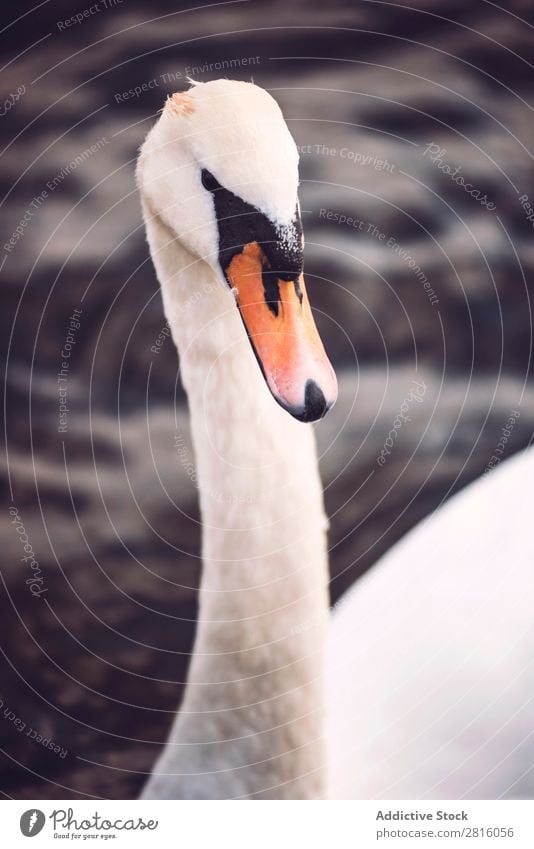 Schwan im Hyde Park, London. See Vogel weiß Wasser Natur Tierwelt schön Reinheit friedlich England Ferien & Urlaub & Reisen Tourismus Außenaufnahme