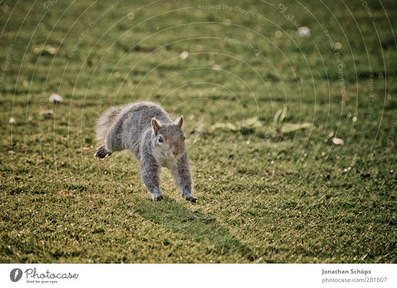 Grauhörnchen I Umwelt Natur Tier Wildtier 1 Freundlichkeit Fröhlichkeit frisch rebellisch sportlich verrückt braun grau grün Leben Freiheit Freude Eichhörnchen