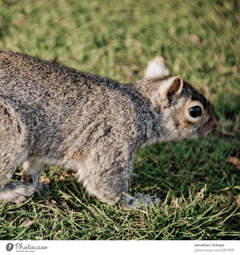 Grauhörnchen II Umwelt Natur Tier Wildtier 1 Fröhlichkeit frisch rebellisch braun grau grün Leben Freiheit Freude Eichhörnchen Wiese Gras niedlich Nagetiere