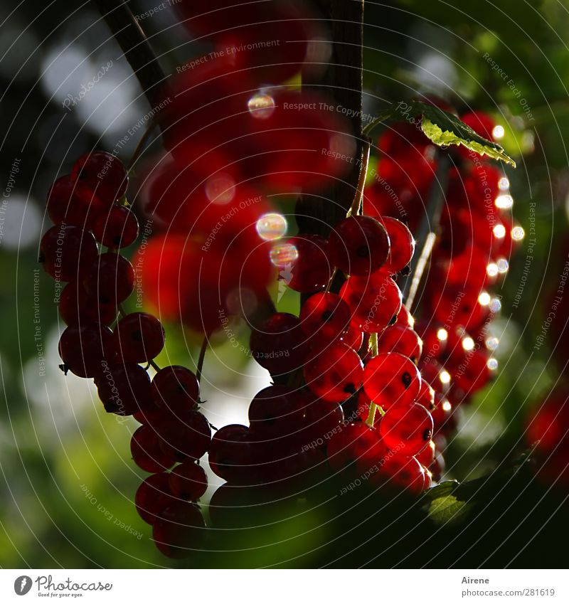 Gartenschmuck Lebensmittel Frucht Johannisbeeren Beeren Ernährung Vegetarische Ernährung Natur Pflanze Sträucher Nutzpflanze Obstgarten glänzend hängen leuchten