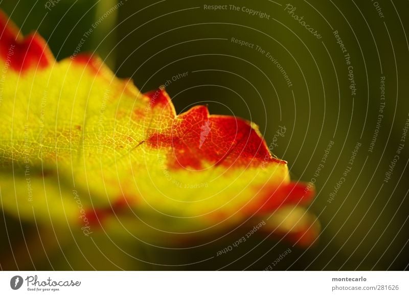 Im Weinberg... Umwelt Natur Pflanze Sonnenlicht Sommer Blatt Grünpflanze Nutzpflanze Weinblatt dünn authentisch einfach hell natürlich Spitze trocken Wärme gelb