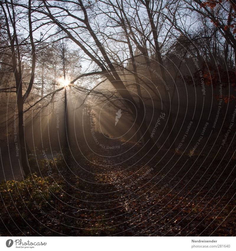 Für André Sinnesorgane ruhig Sonne Trauerfeier Beerdigung Natur Landschaft Sonnenlicht Herbst Klima Wetter Schönes Wetter Nebel Baum Wald berühren leuchten