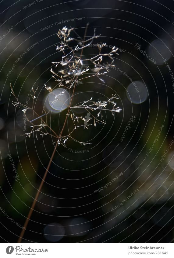 Stille Umwelt Natur Pflanze Herbst Gras Wiese Wald alt glänzend leuchten stehen verblüht dehydrieren ästhetisch dunkel natürlich trocken Gefühle Akzeptanz