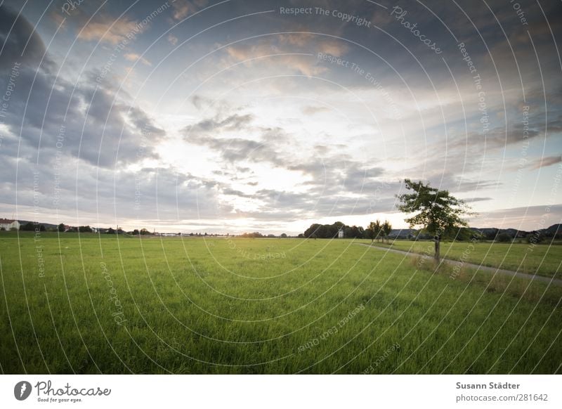 zum licht. Natur Wind Wiese Feld kalt Horizont Abschied Sonne Wolken Baum einzeln Himmel (Jenseits) Sonnenlicht Außenaufnahme Menschenleer Morgen