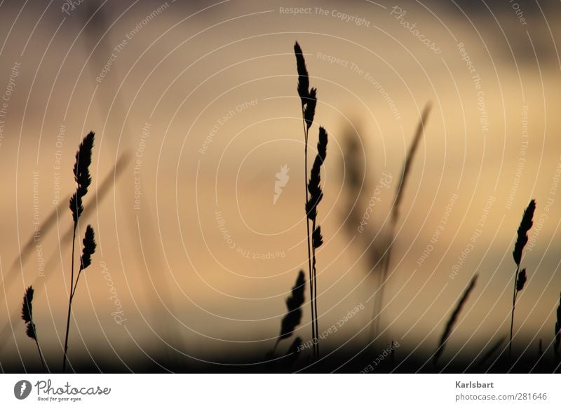 Im Reich der Stille. harmonisch ruhig Ausflug Ferne Umwelt Natur Pflanze Himmel Sommer Herbst Gras Sträucher Feld Seeufer Strand Kraft Hoffnung Traurigkeit