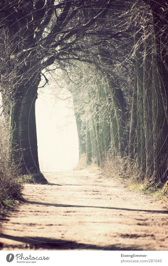 das licht Pflanze Sonnenlicht Baum Allee Wege & Pfade trösten Traurigkeit Tod Lebenslauf Ende Hoffnung Abschied Lichtschein Beerdigung Glaube Vergänglichkeit