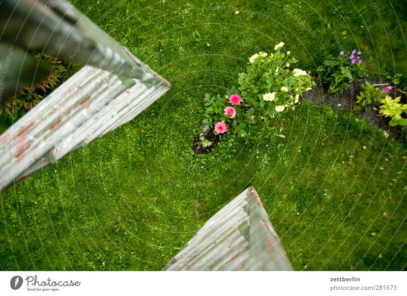 Dahlien schön Freizeit & Hobby Ferien & Urlaub & Reisen Sommer Garten Umwelt Natur Landschaft Klima Klimawandel Wetter Blume Gras Blüte Park Wiese Todesangst