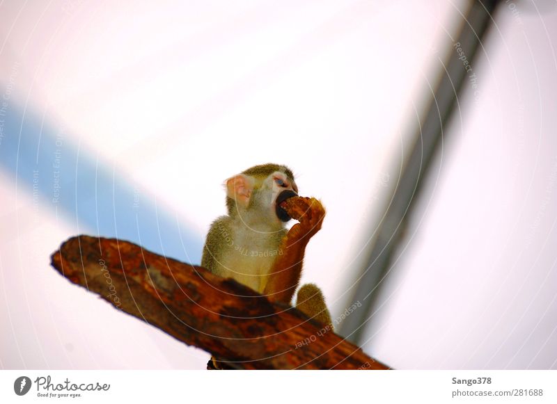 Totenkopfäffchen Natur Tier Sonne Sonnenlicht Frühling Sommer exotisch Wald Urwald Wildtier Tiergesicht Zoo Affe Äffchen 1 rennen beobachten drehen entdecken