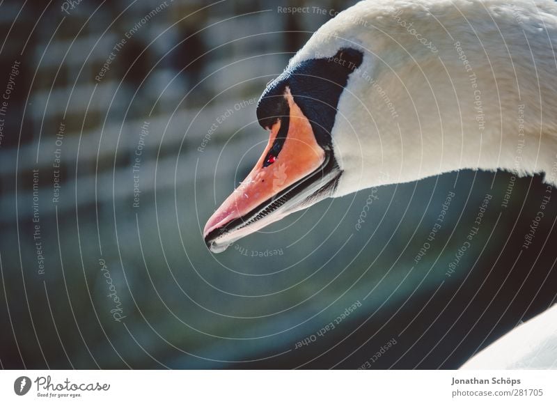 Schwan Tier Wildtier 1 elegant Vogel Schnabel Entenvögel Seite Unschärfe Königlich Stolz orange weiß Reinheit Schwanensee Hyde Park Vollendung schön