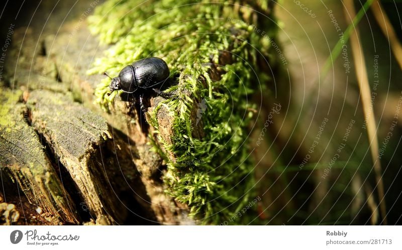 Le petit Géotrupe du fumier Tier Baum Moos Wildtier Käfer 1 klein braun grün schwarz Mistkäfer Baumstumpf laufen Farbfoto Außenaufnahme Textfreiraum rechts Tag