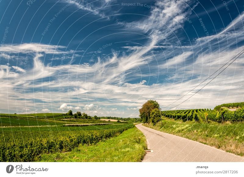 Kaiserstuhl Tourismus Ausflug Sommer Natur Landschaft Himmel Wolken Schönes Wetter Baum Feld Wein Wege & Pfade Ziel Zukunft Farbfoto Außenaufnahme Menschenleer