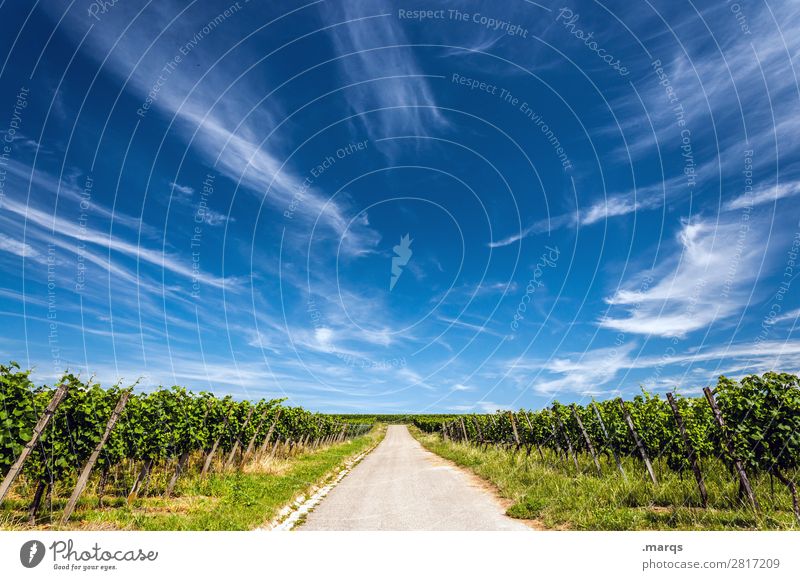 Kaiserstuhl Natur Landschaft Himmel Wolken Sommer Schönes Wetter Nutzpflanze Wein Weinbau Straße Erholung Ziel Zukunft Farbfoto Außenaufnahme Textfreiraum oben