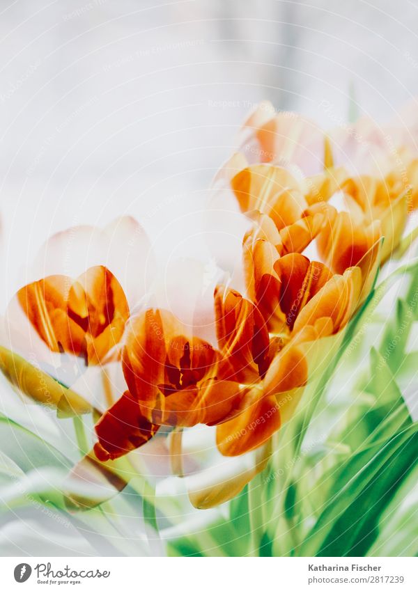 Orange Blüten Blumenstrauß Kunst Natur Pflanze Frühling Sommer Herbst Winter Tulpe Blatt Blühend leuchten gelb grün orange rot türkis weiß Fröhlichkeit