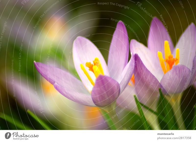 ...und weiter mit Frühling Umwelt Natur Pflanze Blume Blatt Blüte Grünpflanze Wildpflanze Duft dünn authentisch frisch natürlich trocken weich grün violett