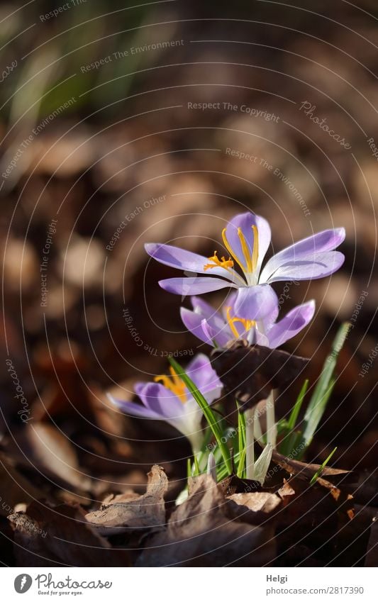 aufgeblühte lila Krokusse als Frühlingsboten vor braunem Hintergrund Umwelt Natur Pflanze Schönes Wetter Blume Blatt Blüte Garten Blühend Wachstum schön