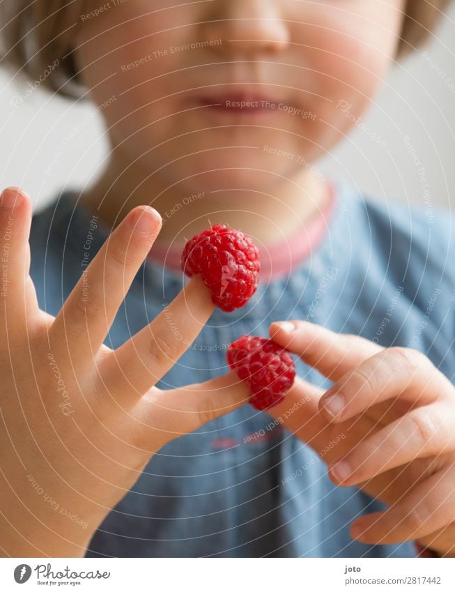 Kind nascht Himbeeren von den Fingern und zählt sie ab Lebensmittel Frucht Süßwaren Essen Fingerfood Gesunde Ernährung Zufriedenheit Ferien & Urlaub & Reisen