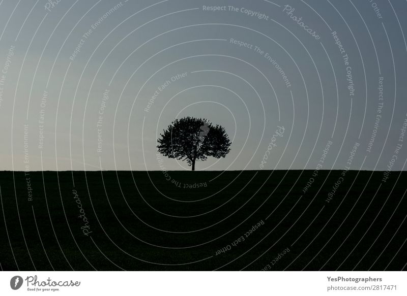 Einzelbaumsilhouette bei Sonnenaufgang Leben Freiheit Sommer Umwelt Natur Himmel Baum Wiese blau Einsamkeit Frühling Hintergrund Blauer Himmel Entwurf