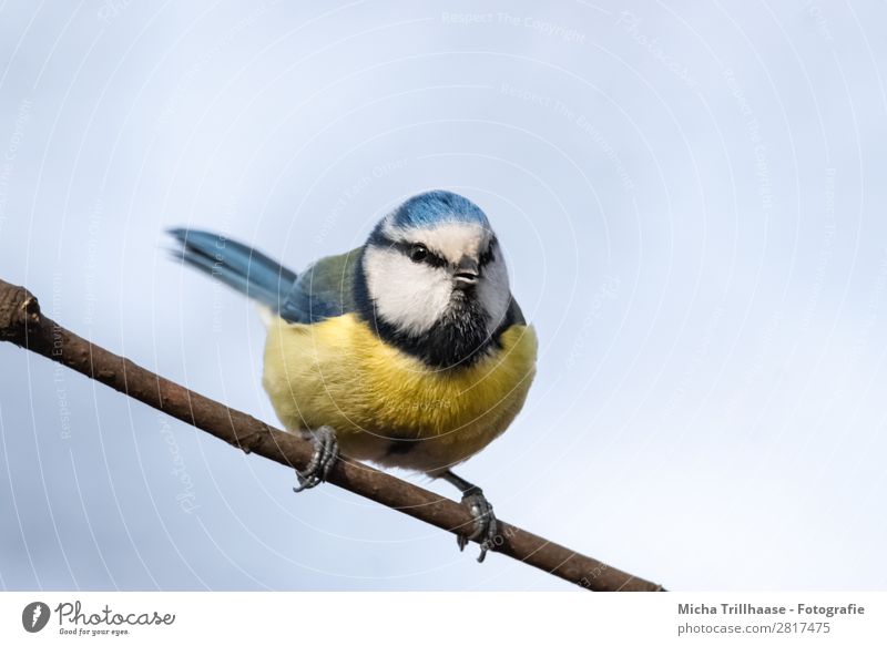 Blaumeise auf einem Zweig Natur Tier Himmel Sonnenlicht Schönes Wetter Ast Wildtier Vogel Tiergesicht Flügel Krallen Meisen Schnabel Auge Feder 1 beobachten