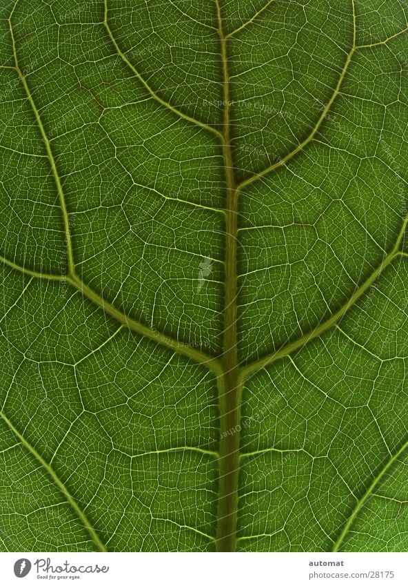 green surface Blatt grün Baum Zoomeffekt Hintergrundbild Natur flach Zimmerpflanze Detailaufnahme Strukturen & Formen tree leaf blattoberfläche Pflanze