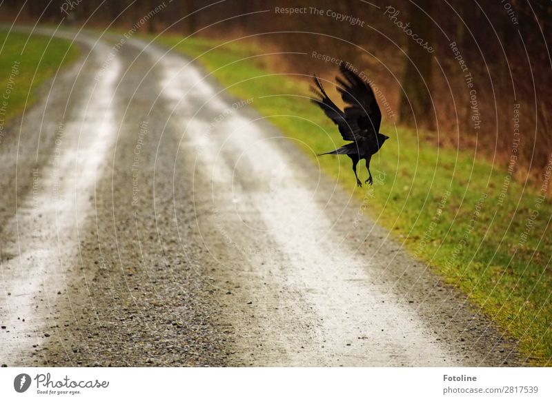 Auf der Flucht Umwelt Natur Landschaft Pflanze Tier Urelemente Erde Sand Gras Park Wiese Wildtier Vogel Flügel 1 nass natürlich braun grau grün schwarz