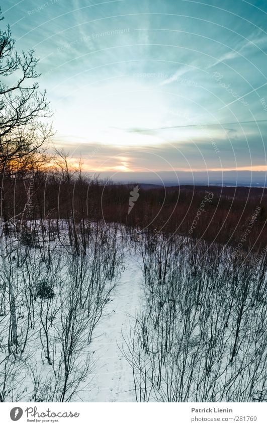 Light my way Umwelt Natur Landschaft Urelemente Luft Himmel Wolken Sonne Sonnenaufgang Sonnenuntergang Sonnenlicht Winter Wetter Eis Frost Schnee Pflanze Baum