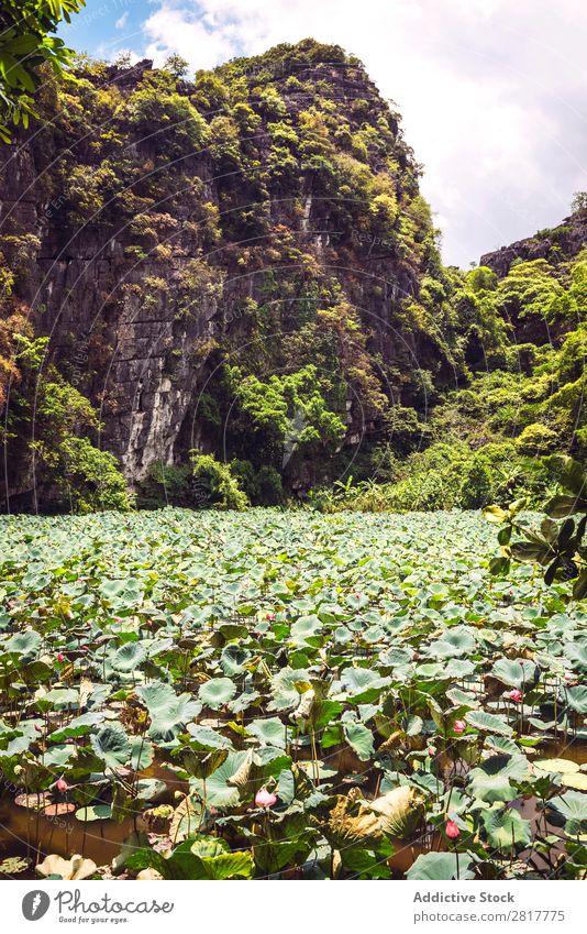 River Ngo Dong in TamCoc, Ninhbinh, Vietnam; berühmt für Tourismus in Vietnam. Landwirtschaft ein Asien asiatisch Bai Binh Myanmar Kambodscha China Kokos