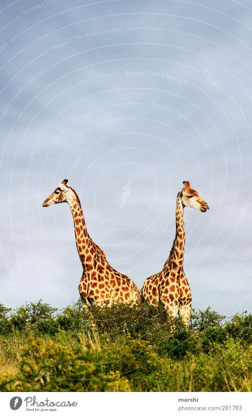 GiraffenDuo Natur Landschaft Pflanze Tier Wildtier 2 Tierpaar gelb paarweise Safari Südafrika Steppe Fleck Farbfoto Außenaufnahme Tag Himmel