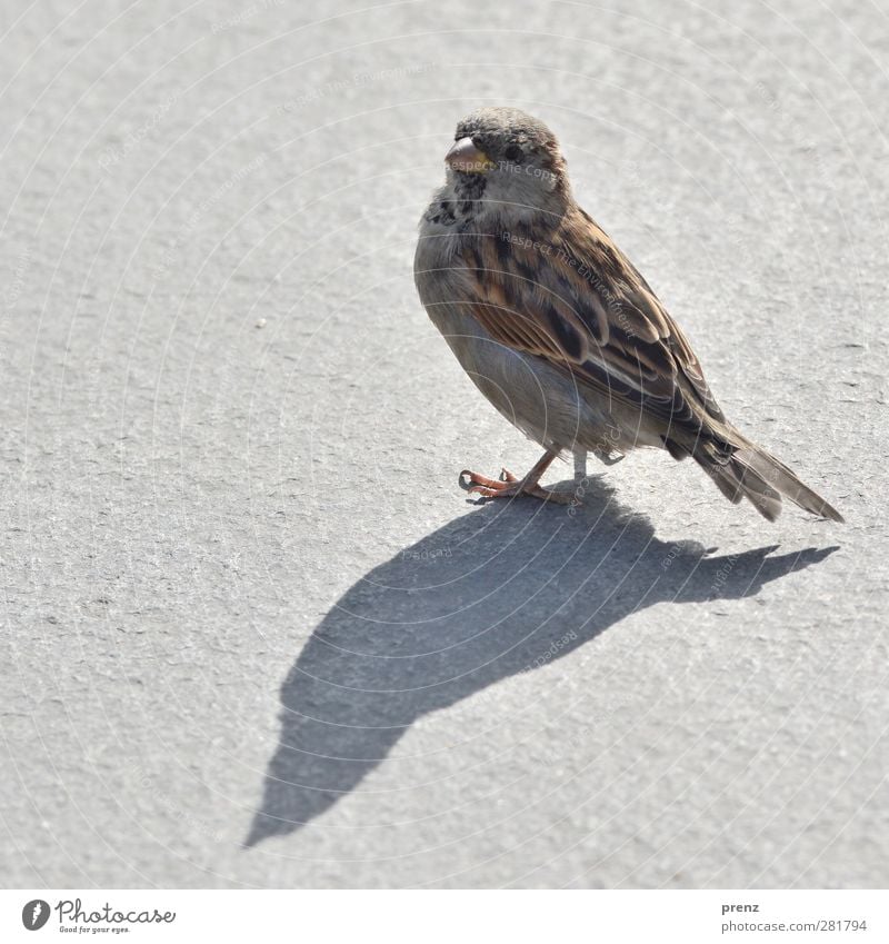 einer mit schatten Umwelt Natur Tier Wildtier Vogel 1 braun grau Spatz Singvögel Schatten Farbfoto Außenaufnahme Menschenleer Textfreiraum links Morgen