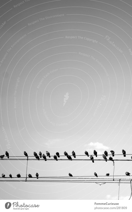 Cheep cheep cheep. Natur Tier Vogel Tiergruppe Schwarm Hochspannungsleitung Kabel sitzen Himmel Horizont 2 Leitung gespannt Wolken Wolkenloser Himmel