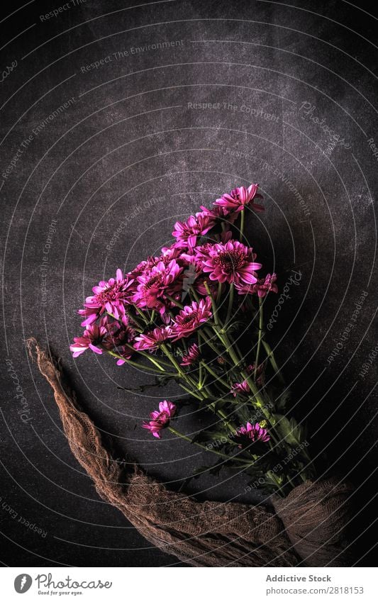 Blumen auf schwarzem Hintergrund. Flache Verlegung, Draufsicht Hintergrundbild Liebe Konsistenz Blütenblatt Geschenk Valentinsgruß natürlich geblümt