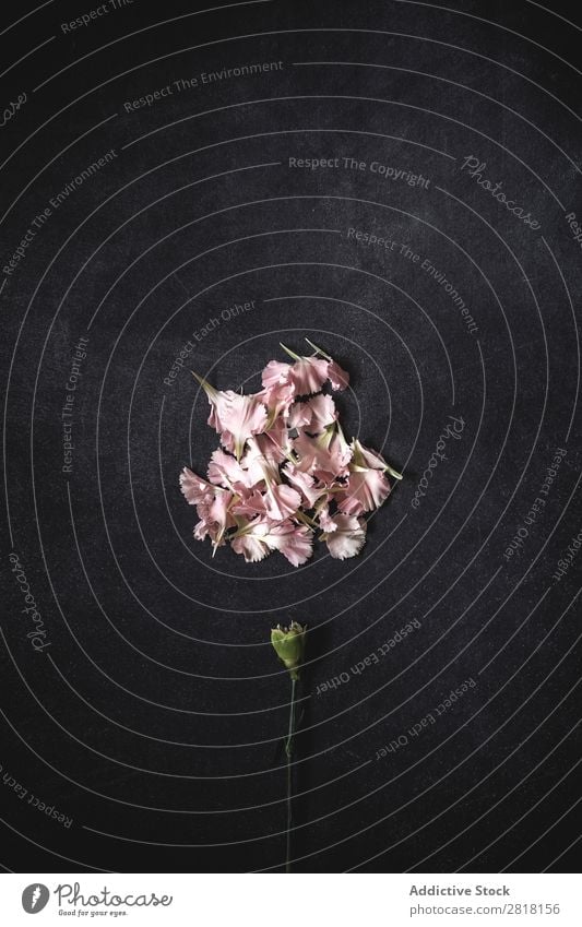 Blumen auf schwarzem Hintergrund. Flache Verlegung, Draufsicht Hintergrundbild Rosa Nelken Liebe Konsistenz Blütenblatt Geschenk Valentinsgruß natürlich geblümt