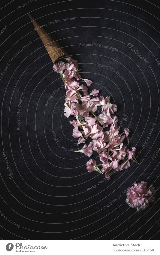 Blumen auf schwarzem Hintergrund. Flache Verlegung, Draufsicht Hintergrundbild Liebe Rosa Nelken Zapfen Konsistenz Blütenblatt Geschenk Valentinsgruß natürlich