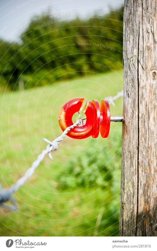 eingezäunt Landwirtschaft Forstwirtschaft Wiese Tier Nutztier Kuh grün rot Zaun Zaunpfahl umfrieden Draht Drahtzaun Stacheldraht Stacheldrahtzaun Elektrozaun