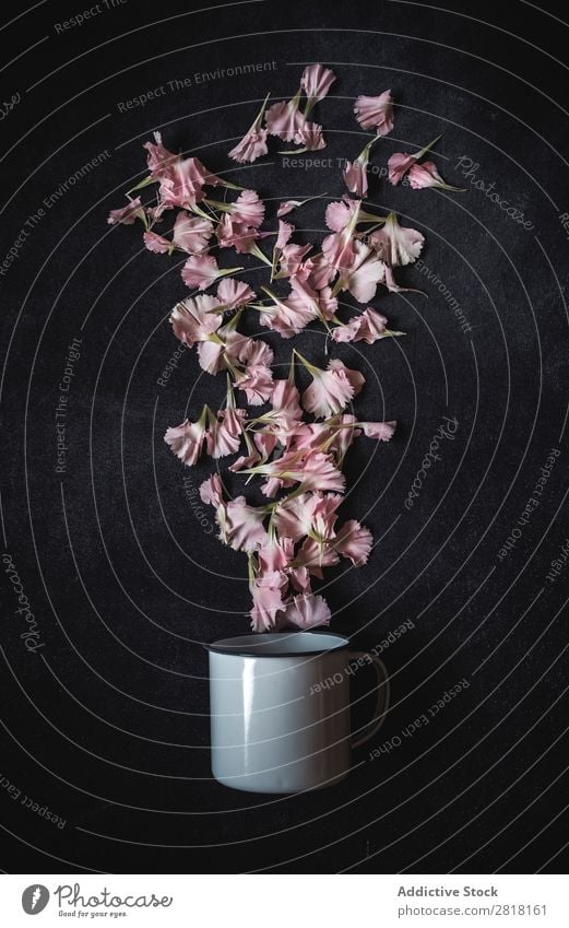 Blumen auf schwarzem Hintergrund. Flache Verlegung, Draufsicht Hintergrundbild Liebe Rosa Nelken Tasse Konsistenz Blütenblatt Geschenk Valentinsgruß natürlich