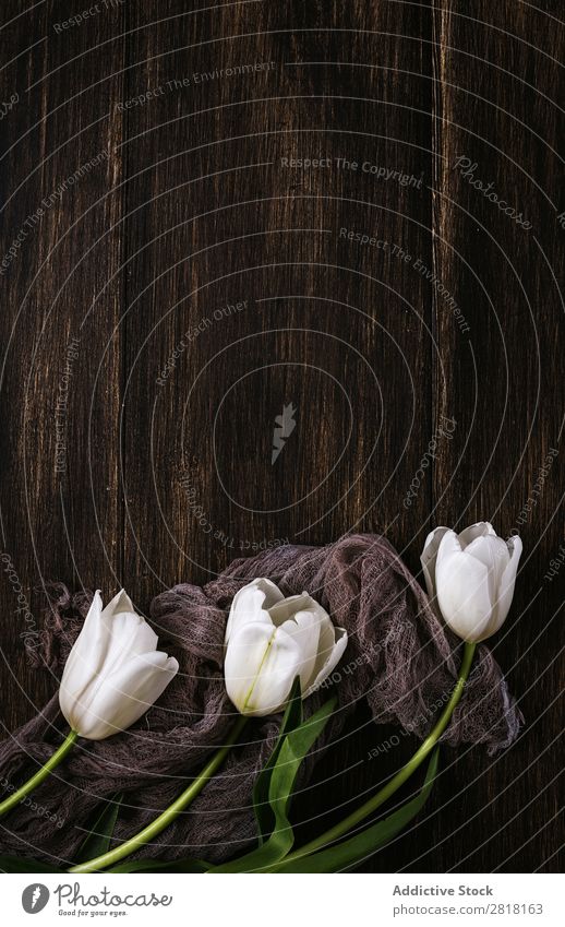 Blumiger Hintergrund mit roten und weißen Tulpen und Margeriten. Blume Ranunculus Hintergrundbild Blatt Dekor natürlich Natur hübsch Postkarte Zarge Farbe