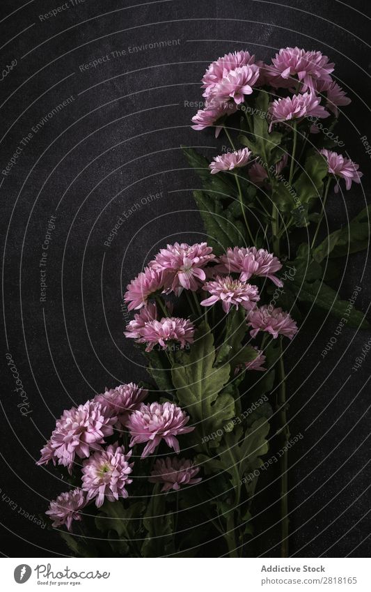 Blumiger Hintergrund mit roten und weißen Tulpen und Margeriten. Blume Ranunculus Hintergrundbild Blatt Dekor natürlich Natur hübsch Postkarte Zarge Farbe