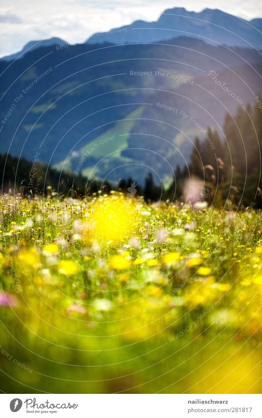 Alpenwiese Ferien & Urlaub & Reisen Tourismus Sommer Berge u. Gebirge Umwelt Natur Landschaft Pflanze Blume Gras Wiese Bergwiese Alm Kräuterwiese Blühend