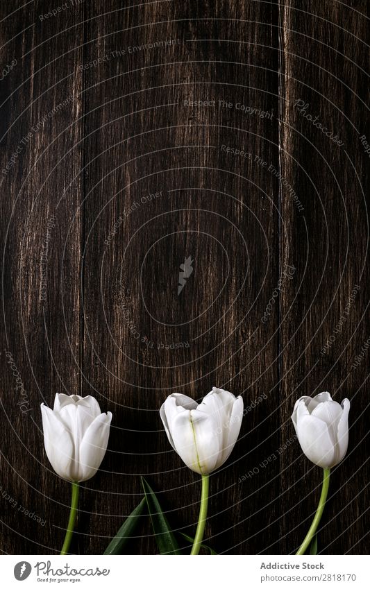 Blumiger Hintergrund mit roten und weißen Tulpen und Margeriten. Blume Ranunculus Hintergrundbild Blatt Dekor natürlich Natur hübsch Postkarte Zarge Farbe