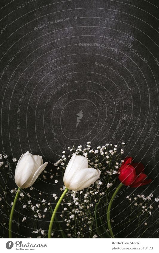 Blumiger Hintergrund mit roten und weißen Tulpen und Margeriten. Blume Ranunculus Hintergrundbild Blatt Dekor natürlich Natur hübsch Postkarte Zarge Farbe