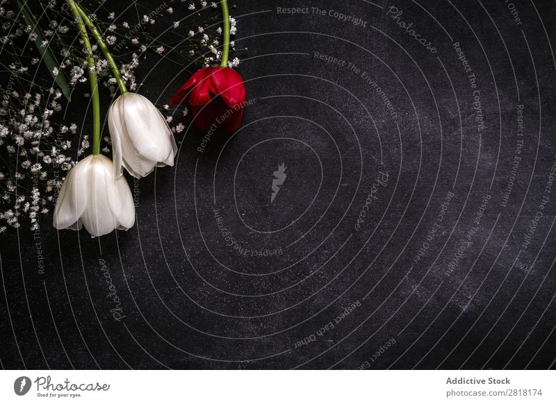 Blumiger Hintergrund mit roten und weißen Tulpen und Margeriten. Blume Ranunculus Hintergrundbild Blatt Dekor natürlich Natur hübsch Postkarte Zarge Farbe