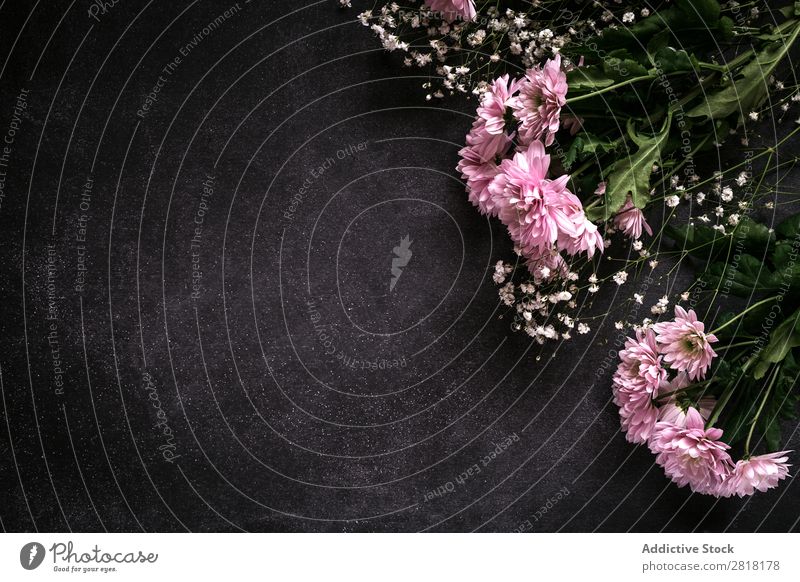 Blumiger Hintergrund mit roten und weißen Tulpen und Margeriten. Blume Ranunculus Hintergrundbild Blatt Dekor natürlich Natur hübsch Postkarte Zarge Farbe