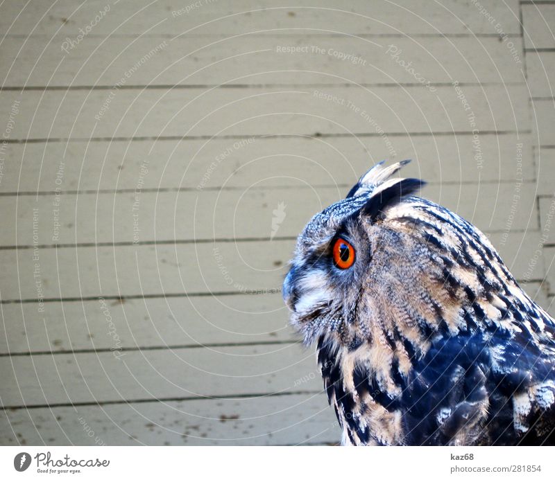 Uhu Tier Wildtier Vogel Zoo Holz fliegen braun orange Greifvogel Eulenvögel Europa Wald Falknerei Auge Blick warten Feder Schnabel nachtaktiv sehen ruhig ruhen