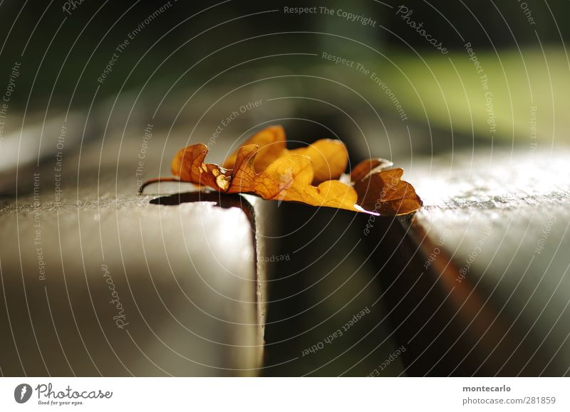 Aufm Bänkle .. Umwelt Natur Pflanze Sonnenlicht Herbst Blatt Grünpflanze Wildpflanze Bank Holz dünn authentisch einfach natürlich trocken weich braun Farbfoto