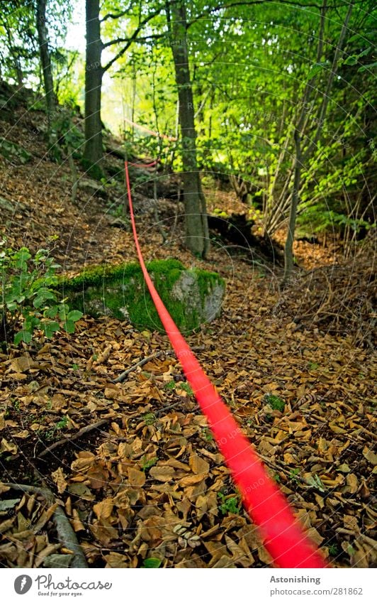 der rote Faden Umwelt Natur Landschaft Pflanze Sommer Baum Sträucher Moos Wald Felsen Stein braun gelb grün Nähgarn Schnur Leitfaden Baumstamm Zweige u. Äste