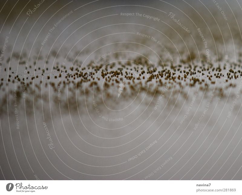 Blütenstaub Dill 1 Pflanze Pollen klein viele gelb gold Staub staubig Gedeckte Farben Innenaufnahme Menschenleer Textfreiraum unten Schwache Tiefenschärfe